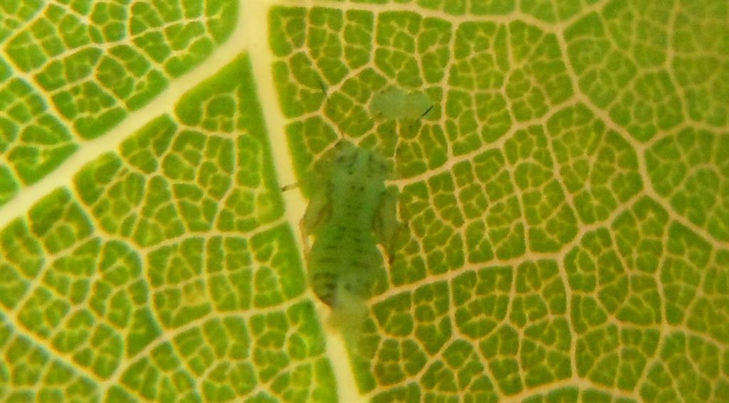 Cacopsylla pulchella/Psilla dell''albero di Giuda